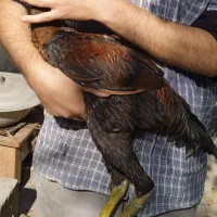 دو عدد جوجه خروس لاری پنج ماهه|حیوانات مزرعه|ساری, |دیوار