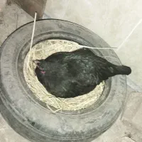 مرغ کرچ اصل طبیعی