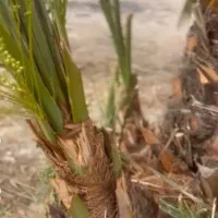 نهال پاجوش بری پیاروم مجول...