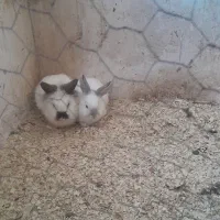 دو جفت خرگوش نر ماده زیبا