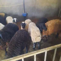 گوشت و گوسفند زنده