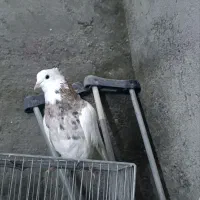 طوق هفترنگ کاکلی. نر قولدور