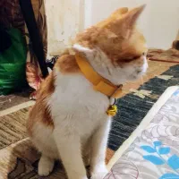 واگذاری گربه ترکیش تربیت شده رایگان نیست