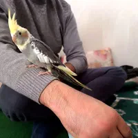 عروس هلندی 3ماهه