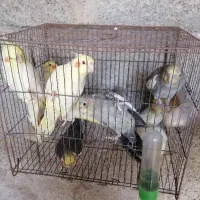عروس هلندی سخنگو نر و ماده سالم