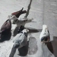 پرنده ی بوم|پرنده|قزوین, |دیوار