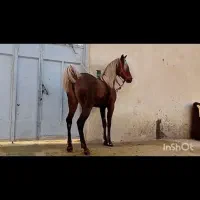 اسب مادیان کره زرین اسدی معاوضه با ماشین یا موتور