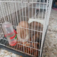 خرگوش لپ نرومادبالغ