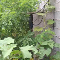 کلنگی سندتک برگ زمین۵۰۱مترامتیاز کامل چمثقال کلسر|فروش زمین و ملک کلنگی|صومعهسرا, |دیوار