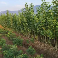 عرضه مستقیم نهال صـنـوبر با تضمین کیفیت|خدمات باغبانی و درختکاری|مریوان, |دیوار