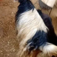 تیربز ترکی گوش خلجی اصل جنس هنوزنزاییده آبستن