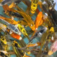 ماهی کپور وامور گلدفیشکوی رنگی