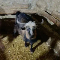 گوسفند‌ و بز