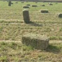 پرس یونجه درجه ۱