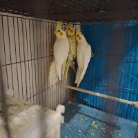 طوطی عروس هلندی