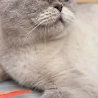 فروش تعدادی مولد اسکاتیش و بریتیش نر و ماده