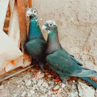 بزک سیاه