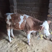 گوساله ماده سیمینتال