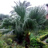 پالم فن چینی|گل و گیاه طبیعی|بندر انزلی, جزیره|دیوار