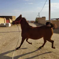 نریان یکسر کره تاج|اسب و تجهیزات اسبسواری|یزد, |دیوار