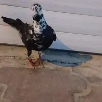 ماده سوسکی کله سفید نسل بتن ب ضمانت همه چی