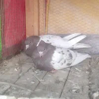 یک جفت کبوتر کله سرخ چشم و چنگ سفید بایک جوجه