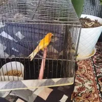 قناری پرتقالی