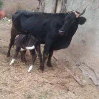 یک رائس گاو ترنمار