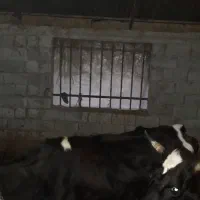 دو راس گاو محلی|حیوانات مزرعه|ایزدشهر, |دیوار