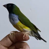 گلدین نر+جفت فنج زبرا