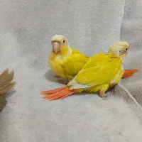 سانچیک گرینچیک فنچ نرگسی|پرنده|ماهدشت, |دیوار