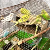 مرغ عشق‌های بالغ انگلیسی