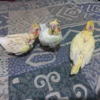 جوجه عروس سرلاکی|پرنده|قم, عمار یاسر|دیوار