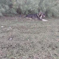 سگ‌سرابی|سگ|اردبیل, |دیوار