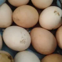 تخم مرغ محلی  و جوجه