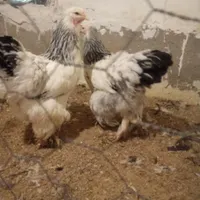 تخم‌مرغ نطفه دار لهستانی برهما سلطان|حیوانات مزرعه|رشت, بلوار گیلان|دیوار