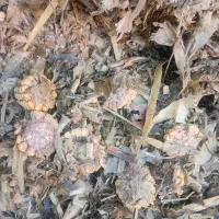 بلال علوفه درجه یک