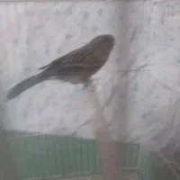 قناری نر سوخته سرخ بلژیکی مست شلاقی ،ماده|پرنده|کرمان, |دیوار