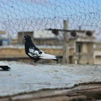 فروش ۵ عدد بهبهانی