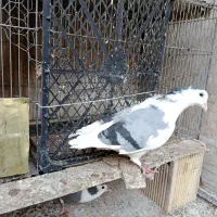 کبوتر نروماده دمگیر|پرنده|اصفهان, جاوان|دیوار