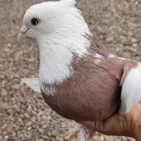 کبوتر طوقی نر