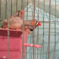 فروش فنچ ماده