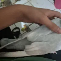 کبوتر سینه سرخ