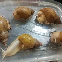 حلزون البینو