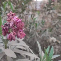 نیروی خانه ی بازی