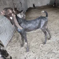 پنجاب نر و ماده