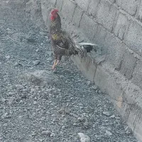 خروس فروشی|حیوانات مزرعه|توکهور, |دیوار