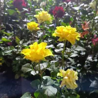 رز هلندی باغبانی قیمت مناسب