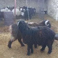 بره قوچی تر و تمیز|حیوانات مزرعه|باشت, |دیوار