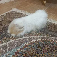 واگذاری گربه|گربه|تهران, سنگلج (شاپور)|دیوار